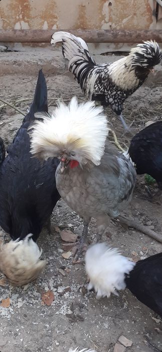 Vând per.de găinușe