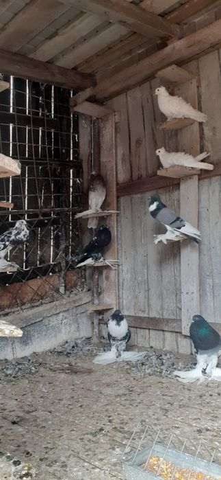 Porumbei gusati de pomerania