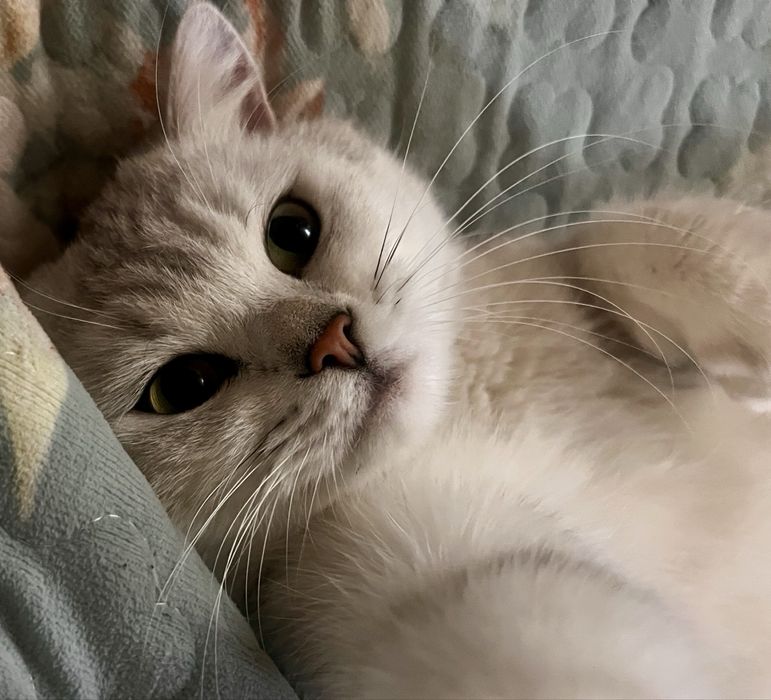 Премиум вязка. Шотландский Фолд шиншила