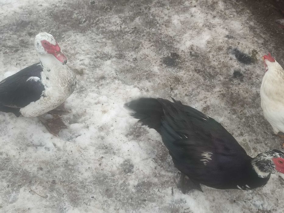 Vând rățoi leșesc