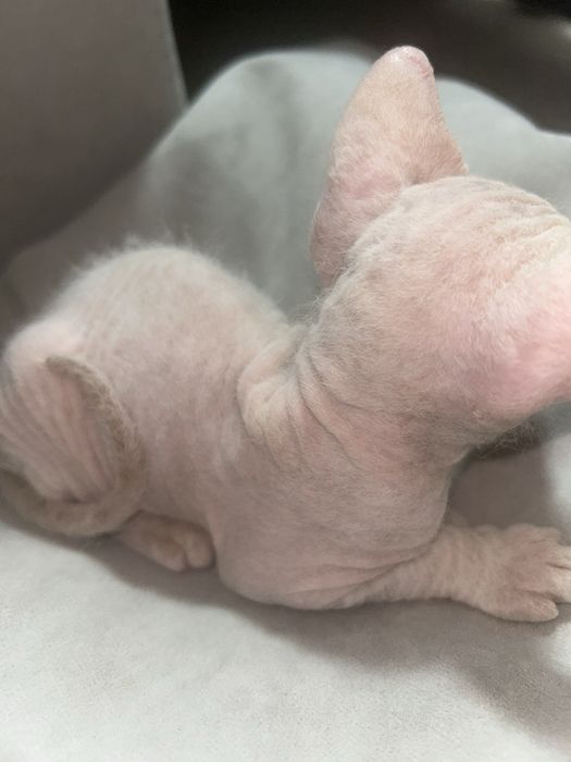 Котенок сфинкс браш