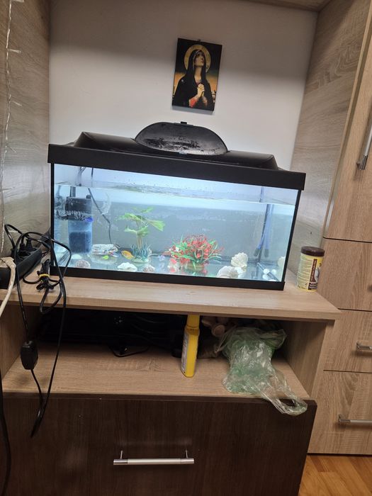 Vând accvariu cu pestii