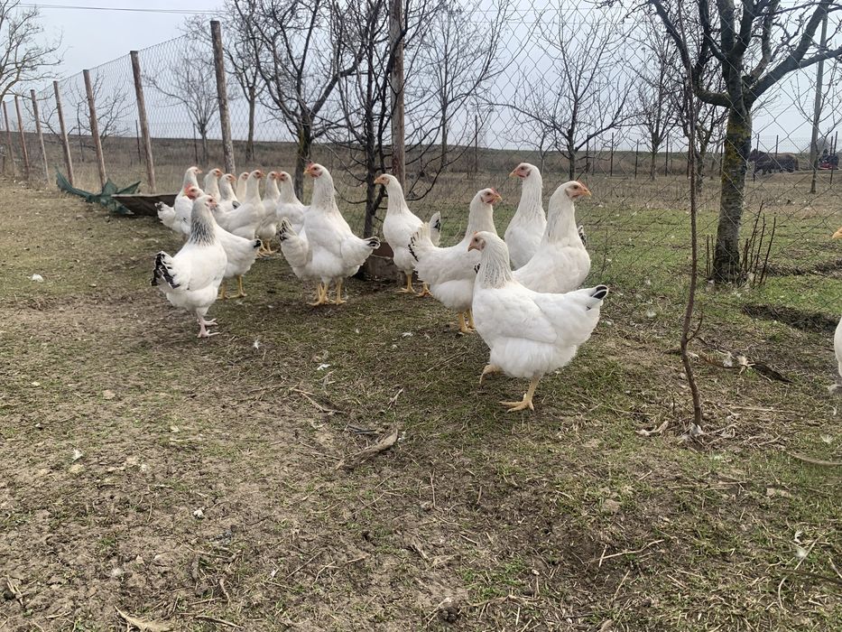 Puicute gaini  tinere  Sussex – 20 săptămâni, gata de ouat!