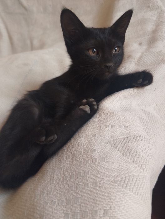 В добрые руки, бесплатно, домашние,!