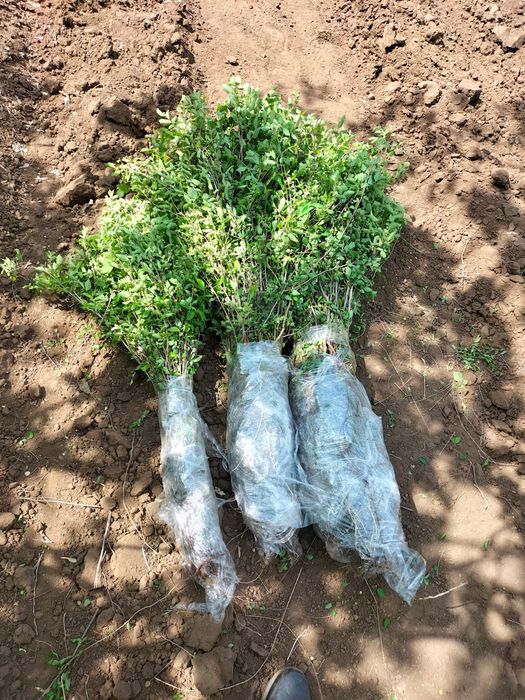 Саженцы карагача,вязь мелколистный,акации жёлтой, смородины золотистой