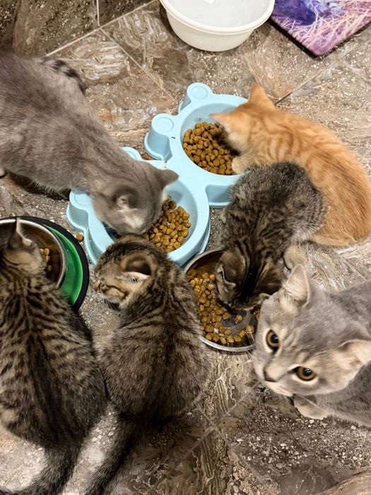 Котята ищут добрый и любящий дом