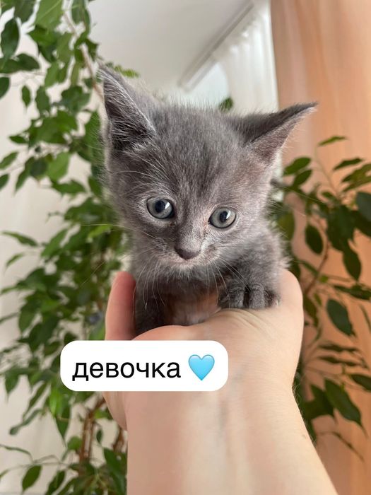 Котята в ответственные руки