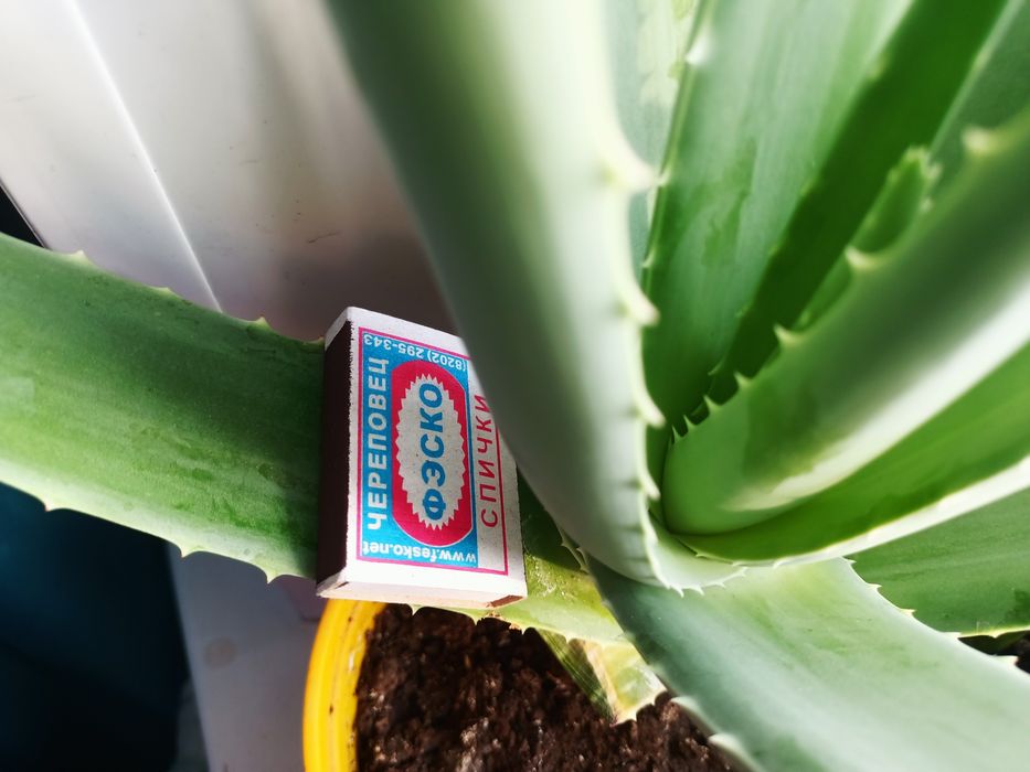 Комнатные цветы  Алоэ -Вера