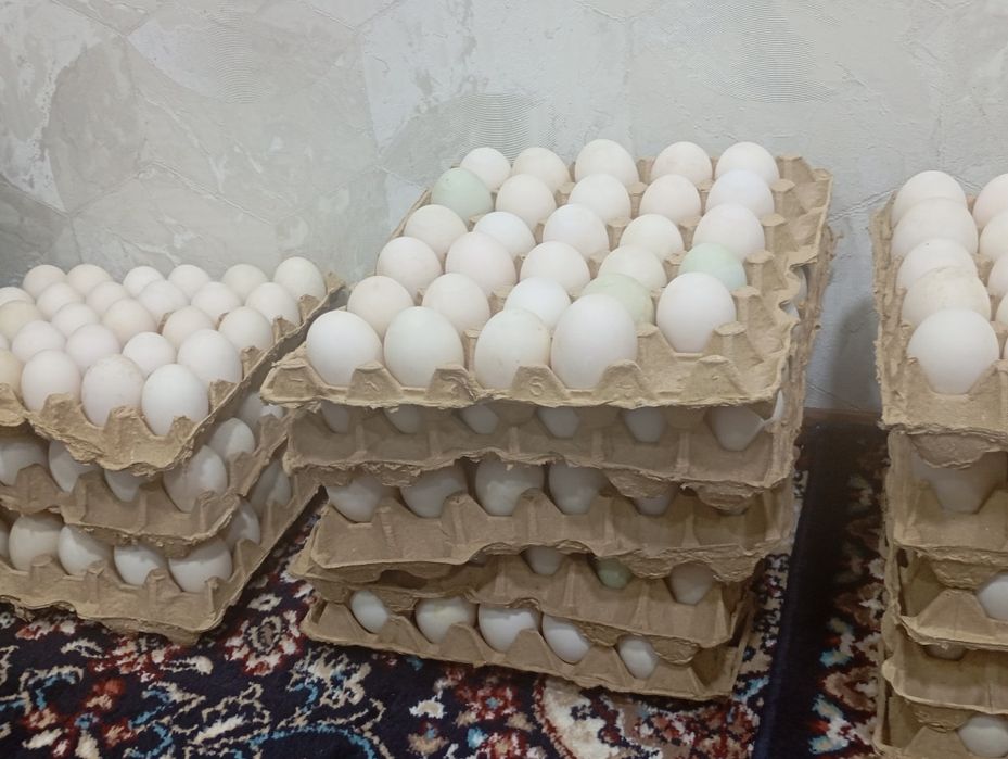 Навои урдак ва гоз тухуми сотилади инкубатор учун, ва кондитерлар учун