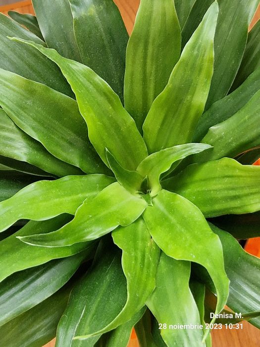 Plante verzi Dracaena