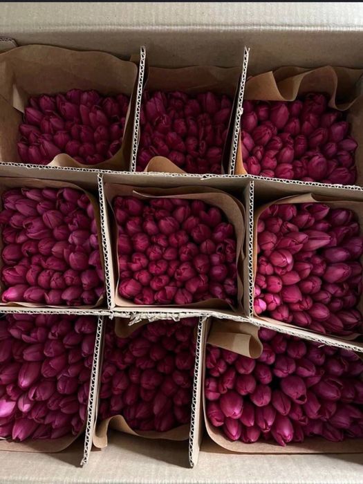 Продам Тюльпаны Белорусские