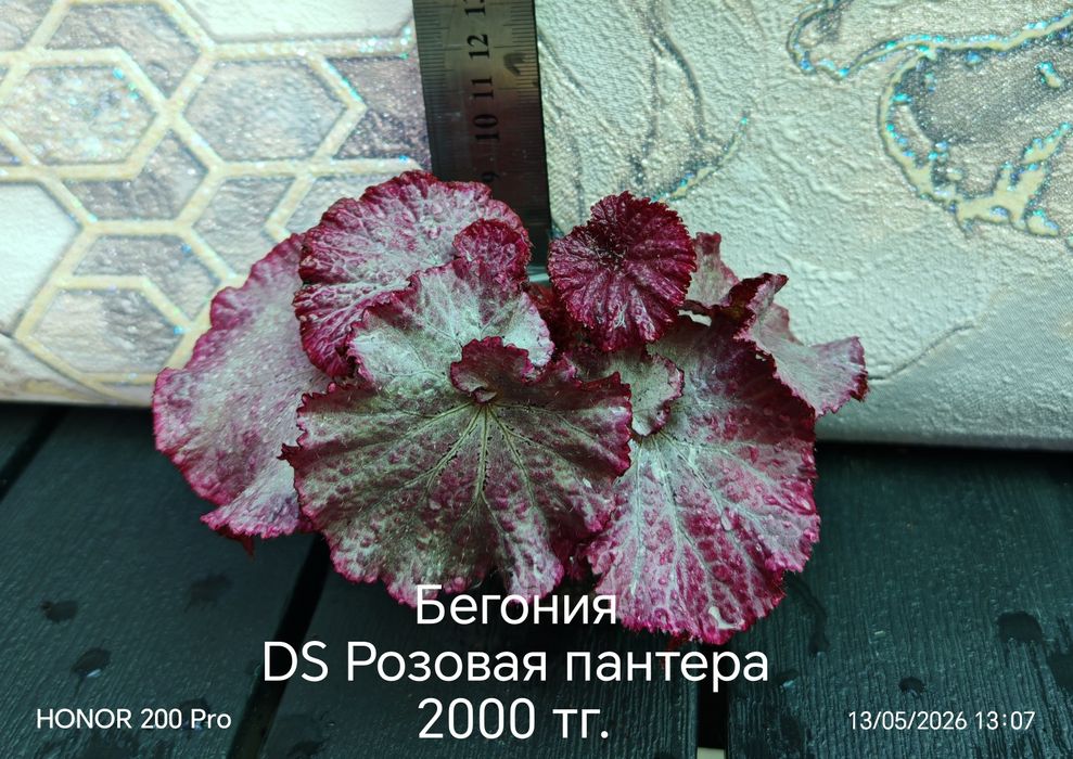 Комнатные цветы. Бегонии.