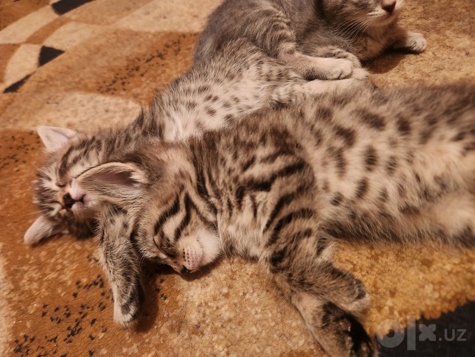 Отдам 3 котята в добрые руки