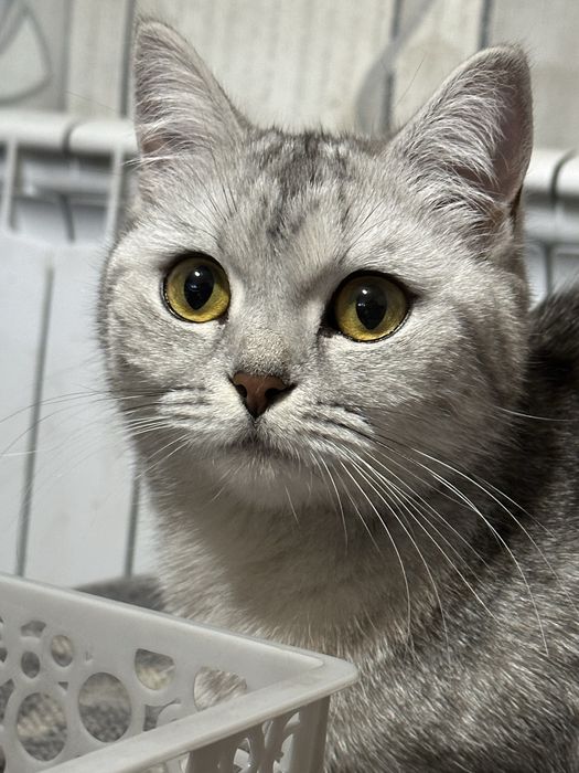 Пропала кошка. Верхняя часть города