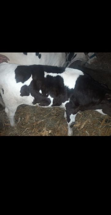 Vând vițel,vârsta 2 luni