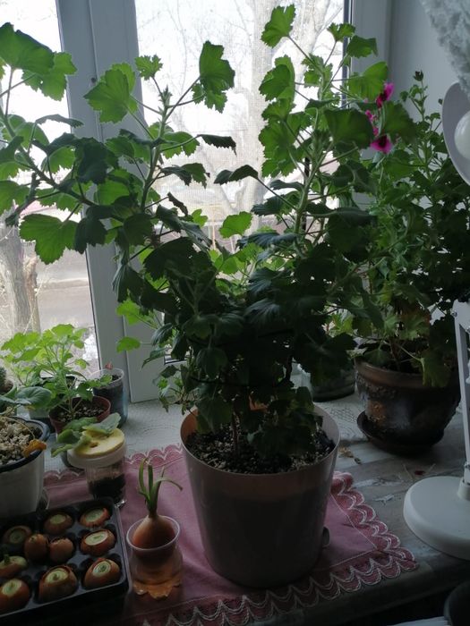 Продам комнатные цветы