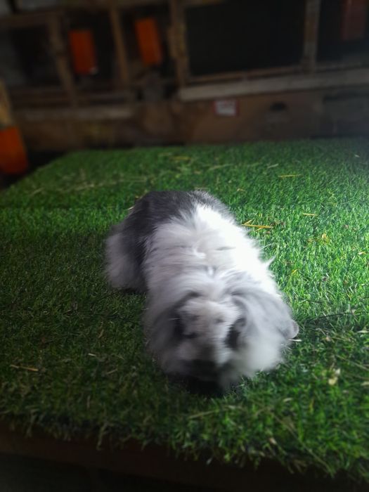 Карлик баран Шеркала аргинал эркаг