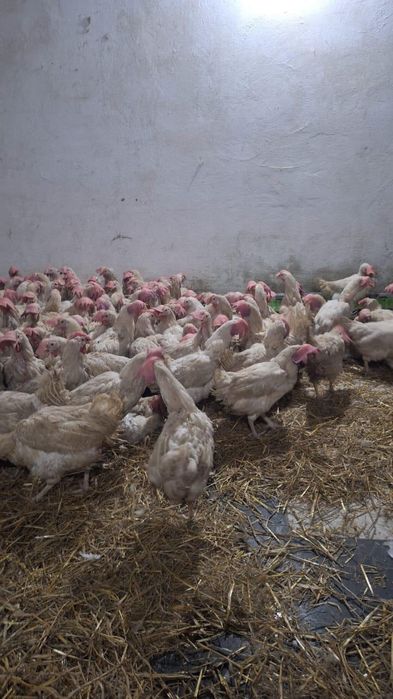 Тлендиева 24 рынок Саянур(улжан)