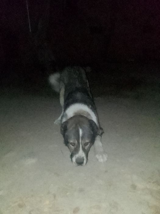 Ит сатылым да бағасы 40 мың