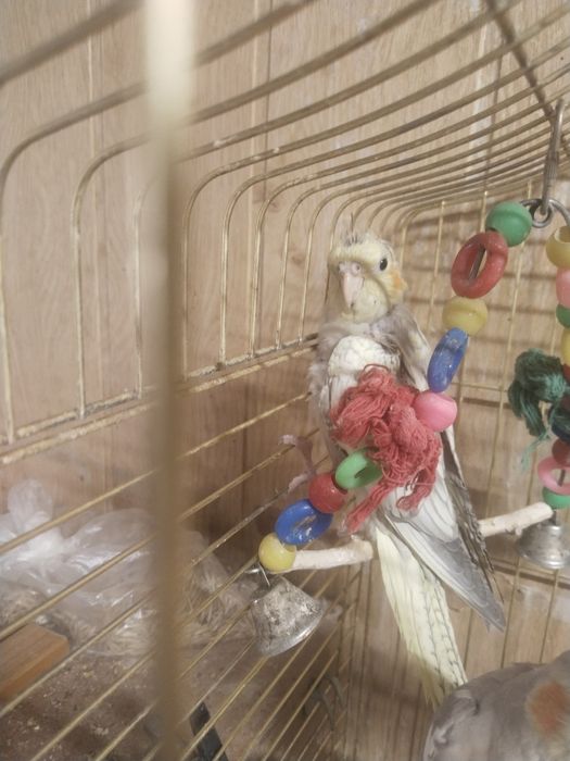 Продам птенцов Карелл