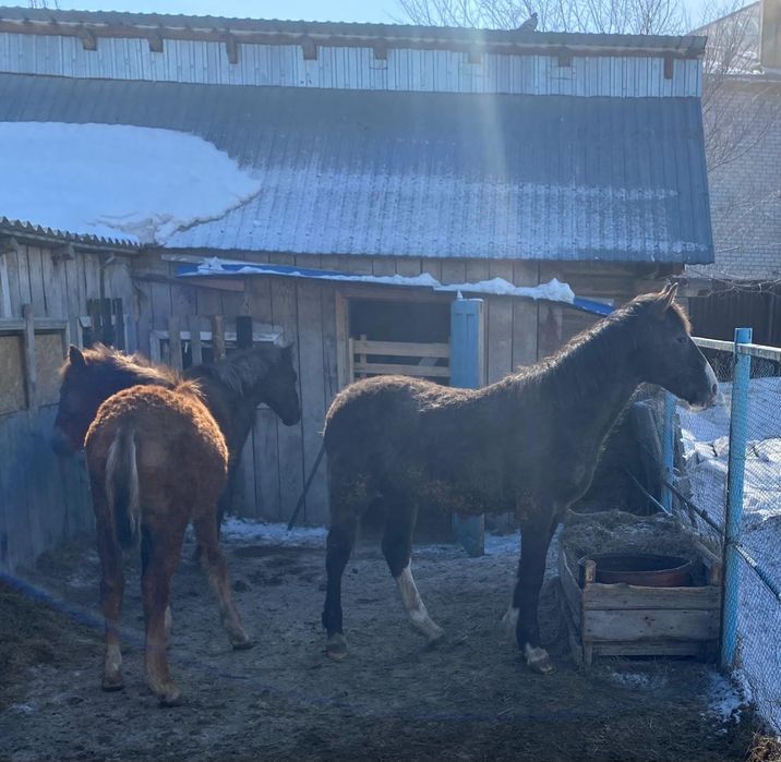Продам годовалых жеребчиков 2штт.