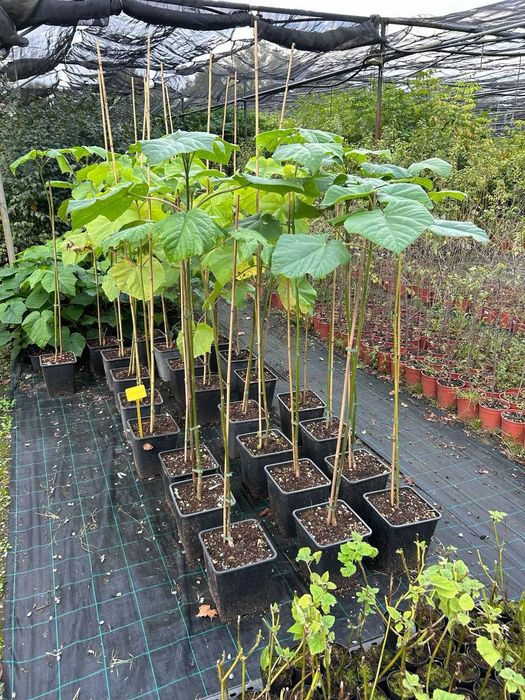 Paulownia tomentosa PAULONIA ornamentala crestere rapida - Isalnita