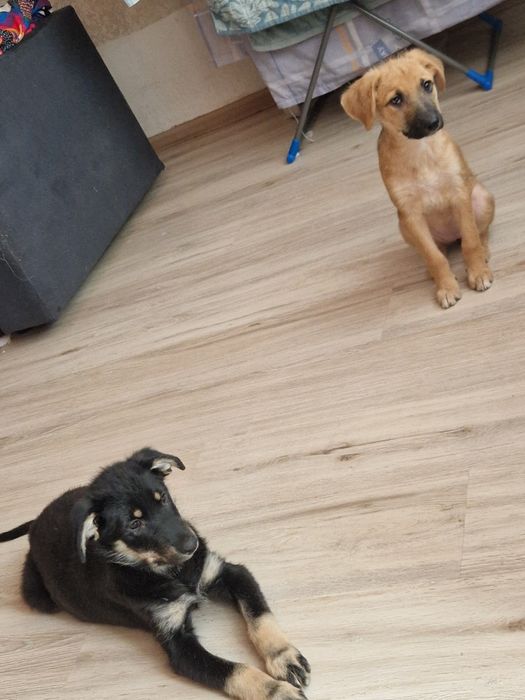 отдам щенят в хорошие руки