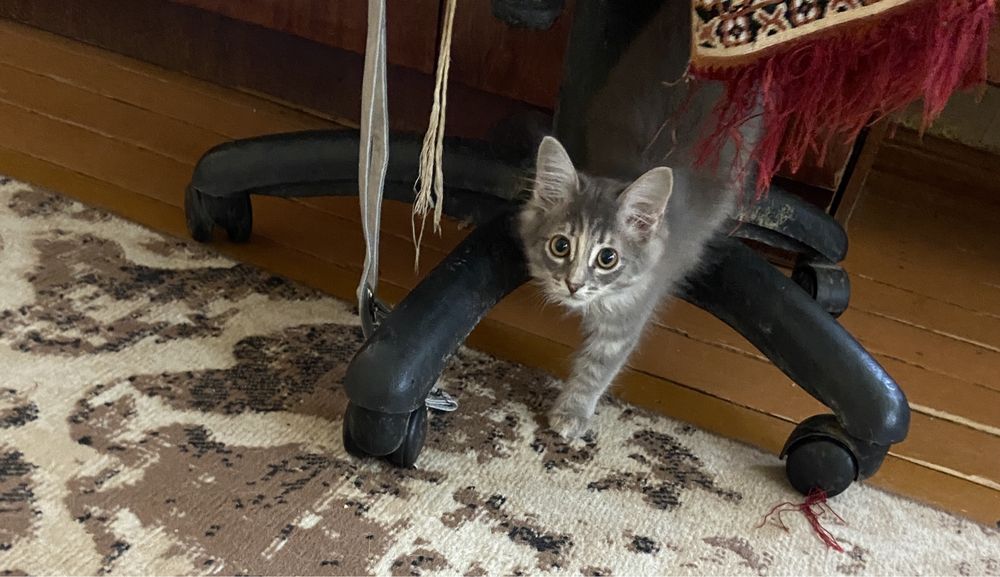 Отдам котят в добрые руки