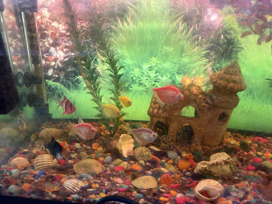 Akvarium sotiladi srochno 10ta baligi bilan hamma narsasi bilan