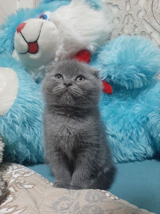 Ўғил 1 ярим ойли скоттиш фолд