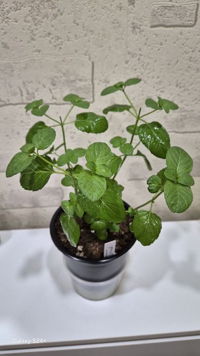 Мята комнатная Апельсиновый фреш