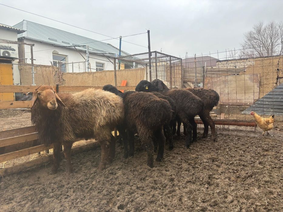 Қошқарлар бордақы семіз