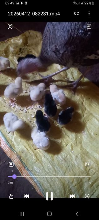 Яхши зот дакан  жожалар  индук  енаси билан сотилади оптим 14 та жожа