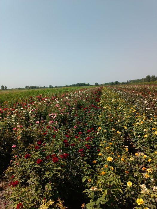 Atirgul koʻchatlari