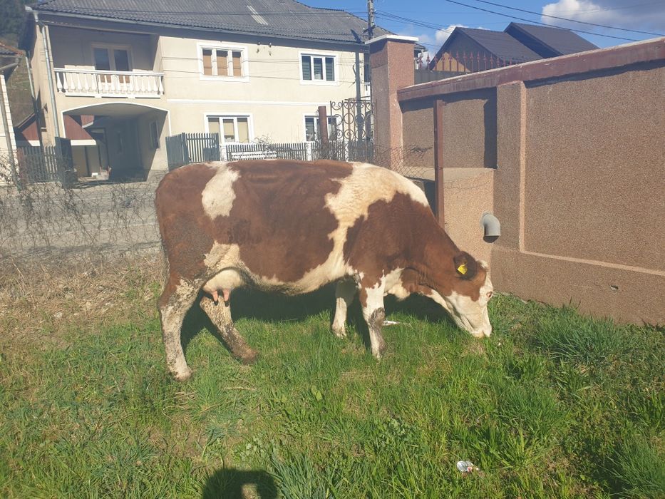 Vind vacă gestanta în 6 luni