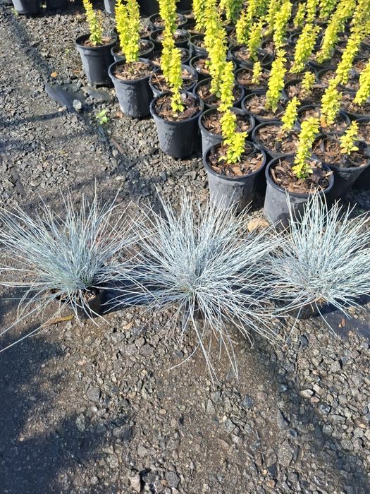 Producator vand iarba albastra si diferite plante ornamentale