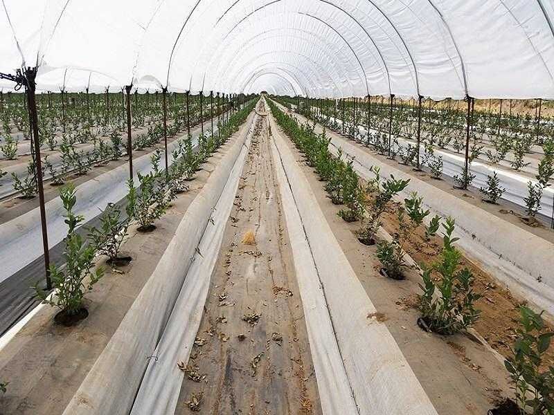 Промоционални цени на Агрил 17g/m²