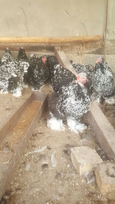 Brama mramir tuxumlari sotiladi