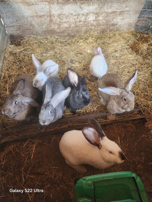 Продаю породистых кроликов