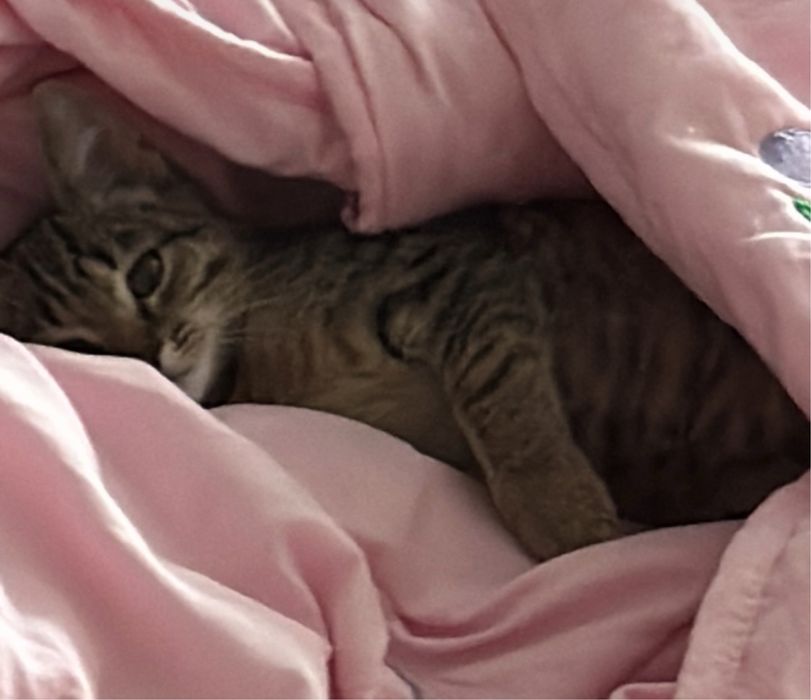 Отдам в добрые руки котенка