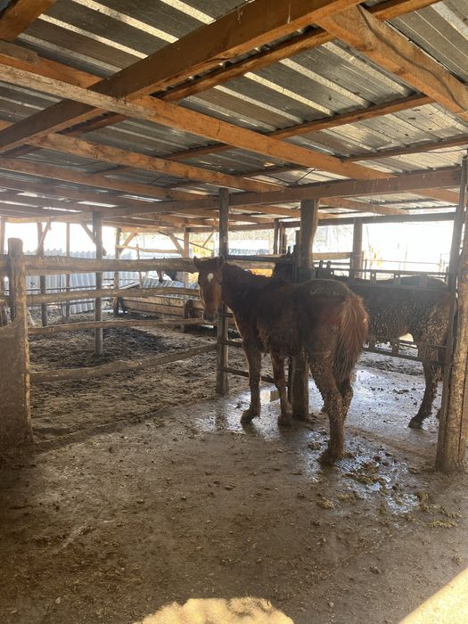 Семиз бордакы жылкы