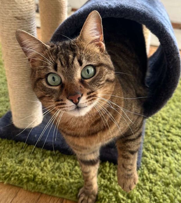 Мъжко таби коте търси дом