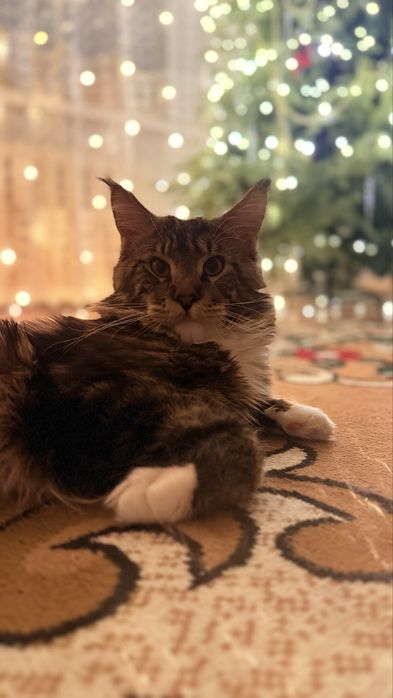 Продам Кота Мейн-Кун.