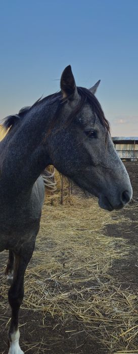 Продам жеребца на племя