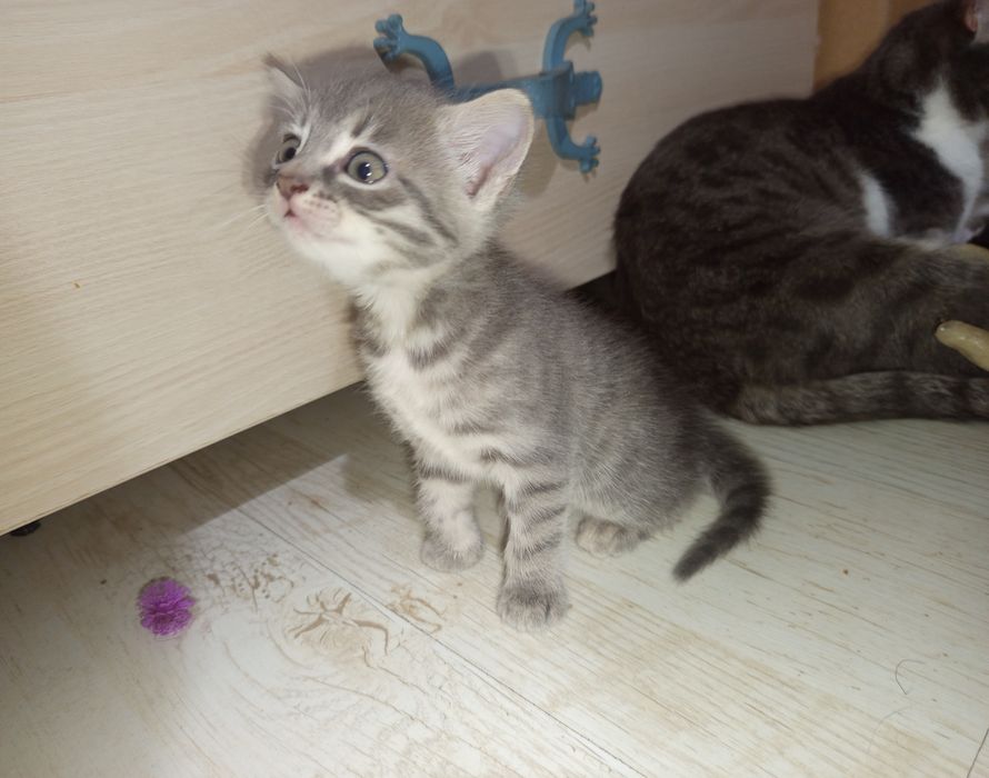 Подарявам котета