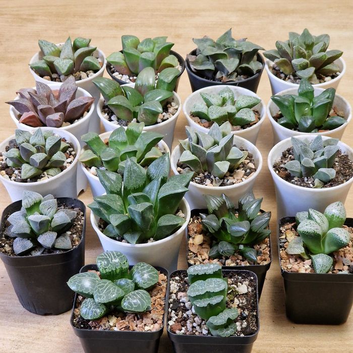 Хавортии, суккуленты