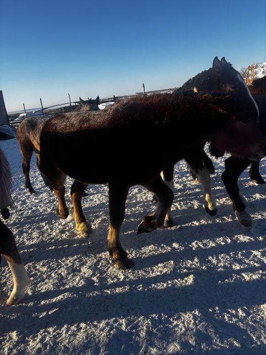 Продам жеребцов 2-3 годовалые