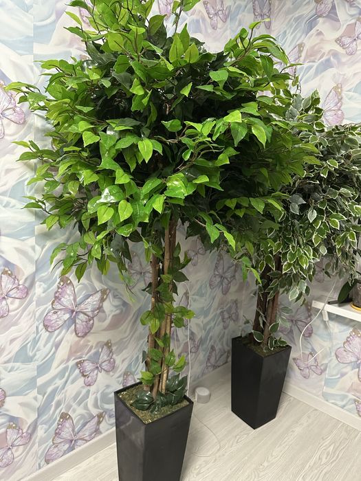 Искуственные фикусы