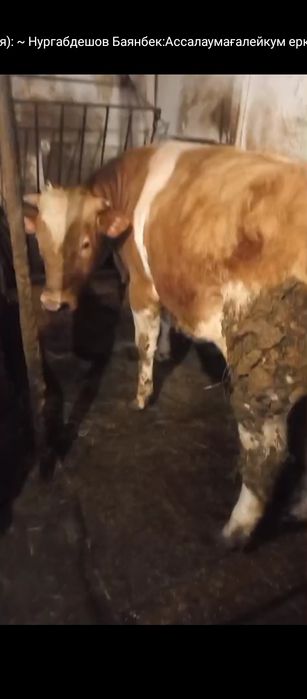 Продам бычков и тёлок.