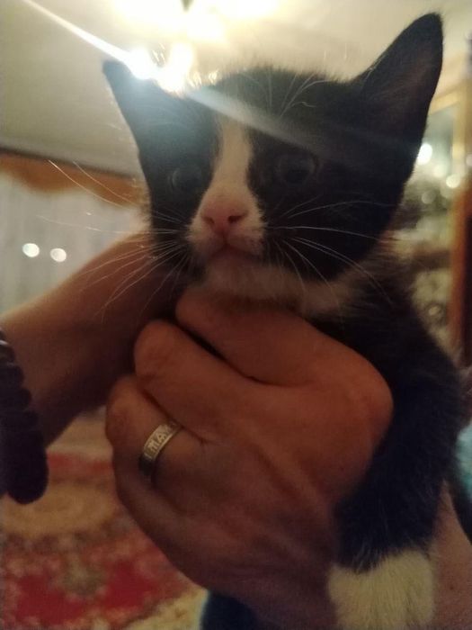 Отдам котят в добрые руки